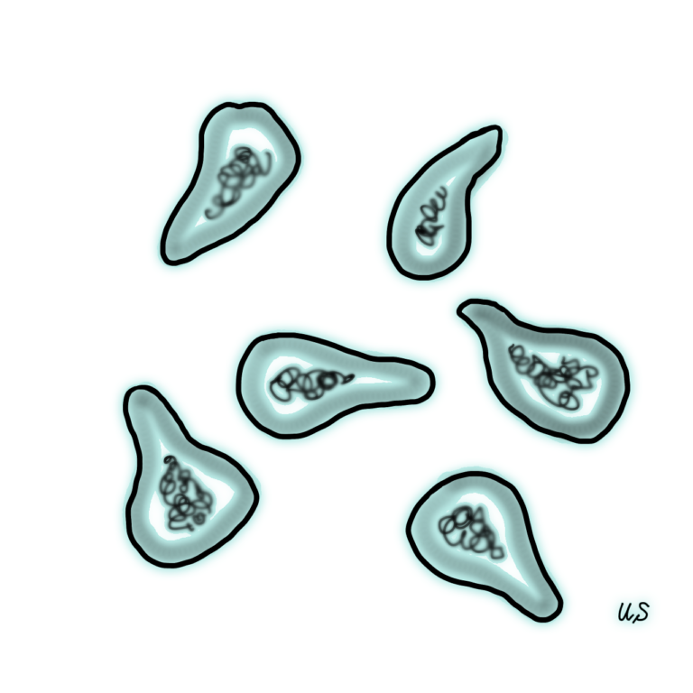 マイコプラズマ・ジェニタリウムについて